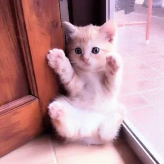 🐈 9529accb mèo con, mèo, dễ thương, động vật, thú cưng telegram sticker