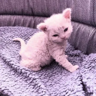 🐈 95f2f256 mèo, mèo con, động vật, thú cưng, dễ thương, mèo telegram sticker