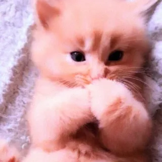 𝐜𝐮𝐭𝐞 𝐤𝐢𝐭𝐭𝐞𝐧。@bearpuffies whatsapp stickers