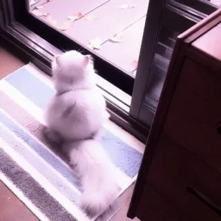 🐈 b20b93aa mèo, vật nuôi trong nhà, thú cưng, nhìn ra ngoài cửa sổ, thảm, trong nhà telegram sticker