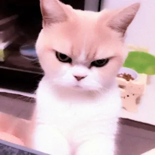 🐈 dbe93813 mèo, giận dữ, mèo, thú cưng, động vật telegram sticker