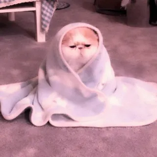 🐈 ecc876da mèo, chăn, dễ thương, động vật, thú cưng, ấm cúng telegram sticker