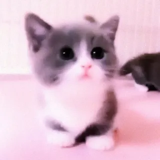 🐈 f5dff5af mèo, mèo con, dễ thương, thú cưng, động vật telegram sticker
