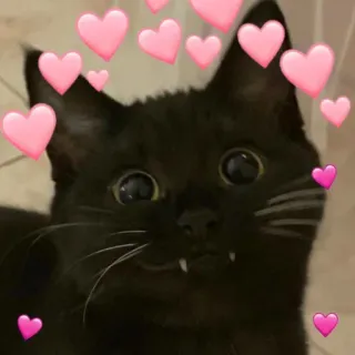 🩹 0355ae7e gato, gato preto, corações, fofo, animal telegram sticker