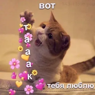🩹 11f80f0b вот
Так
а к
тебя люблю gato, corações, flores, amor, fofo telegram sticker