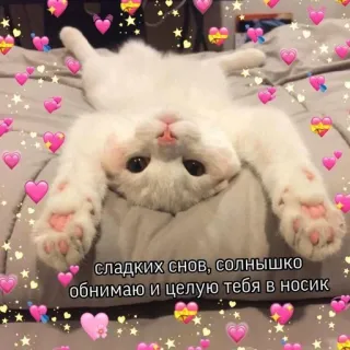 🩰 1d3d609d сладких снов, солнышко
обнимаю и целую тебя в носик gato, corações, sono, fofo, amor, russo, bons sonhos, afetuoso telegram sticker