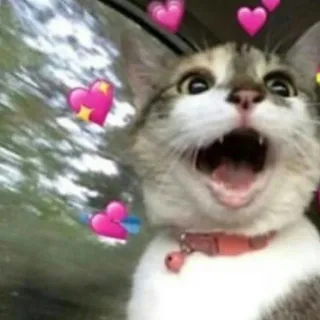 🩹 2575266a gato, corações, fofo, animal, meme telegram sticker