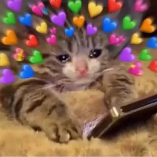 🩰 29457cfc gato, corações, chorando, fofo, animal de estimação telegram sticker