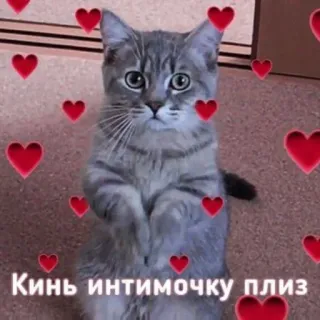 🩹 326db392 Кинь интимочку плиз gato, corações, fofo, animal, amor telegram sticker