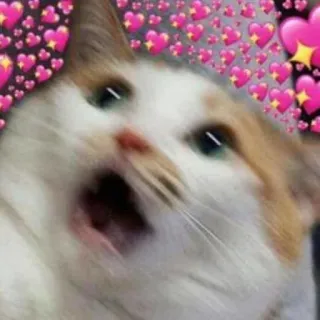 🩹 465b480b gato, corações, amor, meme, fofo, animal telegram sticker