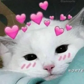 🩰 6584b355 NORTE gato, corações, fofo, animal telegram sticker