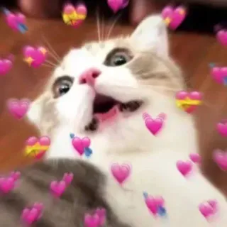 🩹 7ed332a3 gato, corações, amor, fofo, gatinho telegram sticker