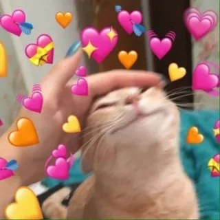 🩰 a3f34031 gato, corações, amor, animal de estimação, afeição, fofo telegram sticker