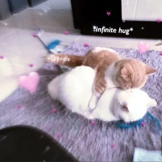 🩰 aa5287fb *infinite hug* gatos, abraço, amor, fofo, animais telegram sticker