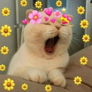 🩰 be35f394 gato, flores, fofo, corações, bocejo, animal telegram sticker