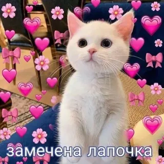 замечена лапочка whatsapp stickers