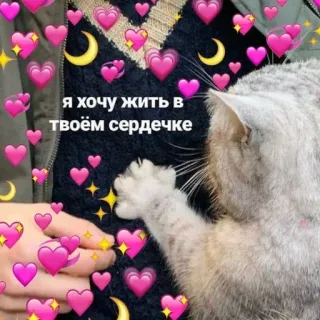 🩹 d8ff4d05 я хочу жить в твоём сердечке gato, amor, coração, fofo, russo telegram sticker