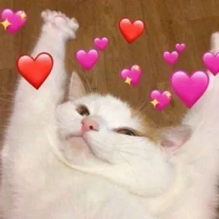 🩹 ea56d7a3 gato, amor, corações, fofo, animal, afeição telegram sticker