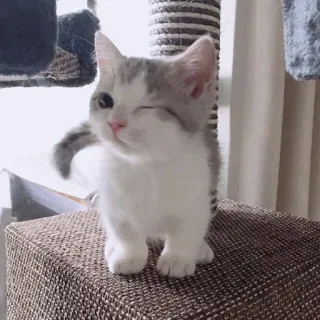 🩰 f09bf04e gato, gatinho, fofo, animal de estimação, animal, piscando telegram sticker