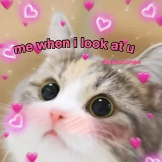 🩹 f975e8e3 me when I look at u gato, amor, corações, fofo, animal, afeição telegram sticker