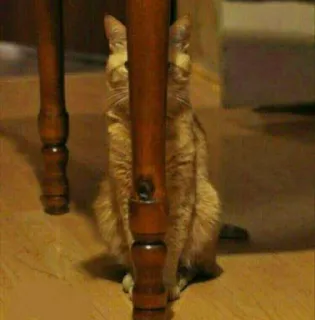 😬 057afc46 kat, dier, meubels, tafel, huisdier, huisdier telegram sticker