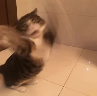 😱 0599d191 kat, dier, huisdier, huisdier, kitten telegram sticker