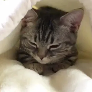 🥱 0ee6ecca kat, slapen, dier, huisdier, schattig, deken, knus, lief telegram sticker