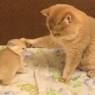 😍 1342a5be kat, kitten, dieren, schattig, huisdier, huiselijk telegram sticker