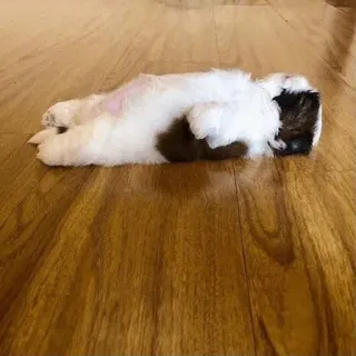 ☹️ 1f09c623 hond, puppy, schattig, dier, huisdier, liggend, vloer telegram sticker