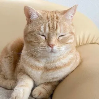 🥱 255d2e56 kat, dier, huisdier, huisdier, schattig, zoogdier, katachtig telegram sticker