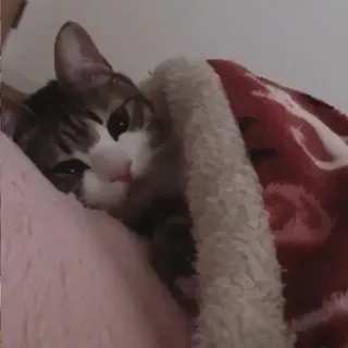 🤕 29f7da0f kat, schattig, huisdier, dier, huiselijk, deken, knus telegram sticker