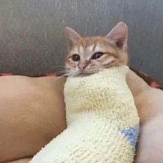 😌 3cb8426f kat, kitten, sok, schattig, dier telegram sticker