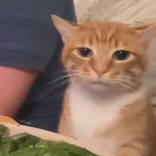 😑 45af9d37 kat, dier, huisdier, oranje cyperse kat, huiskat telegram sticker