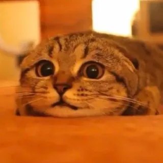😬 461d4a89 kat, schattig, dier, huisdier, huiselijk, katachtig telegram sticker