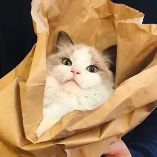 Cuteness Overload @niallhoraan telegram stickers