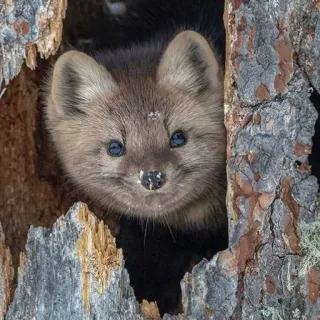 🤨 47a1ffb9 steenmarter, dier, wildlife, zoogdier, schattig, bos, natuur telegram sticker