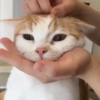 😐 585b8294 kat, huisdier, dier, schattig, huiselijk, oranje en wit, katachtig telegram sticker