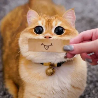 🥰 5963b6c2 kat, sticker, dier, schattig, grappig, huisdier telegram sticker