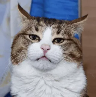 😒 667b73fc kat, dier, huiskat, huisdier, katachtige, bruine cyperse kat, witte kat telegram sticker