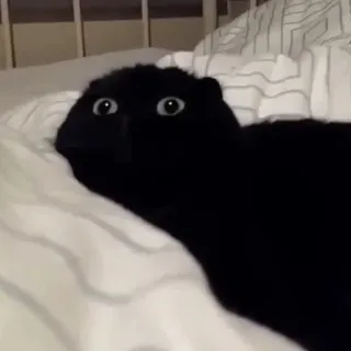 😳 667f5f3a kat, dier, bed, wezen, schattig telegram sticker