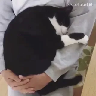 😴 6ef1a5c7 kikibekako | IG kat, slapen, dier, schattig, tuxedo kat, huisdier telegram sticker