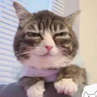 😑 6f3c8975 kat, dier, huisdier, katachtig, huiskat, grijze cyperse, zelfgenoegzaam, schattig telegram sticker