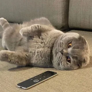 😑 744d8ea4 kat, remote, grijze kat, huisdier, dier, huisdier, bank, Scottish Fold telegram sticker