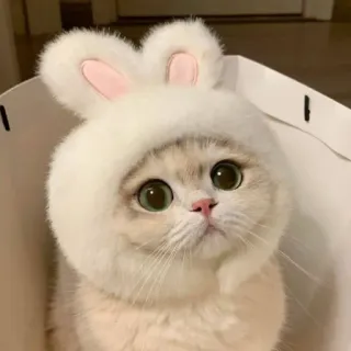 🙄 754e0e7d kat, konijnenmuts, schattig, dier, kitten, huisdier, oren, harig telegram sticker