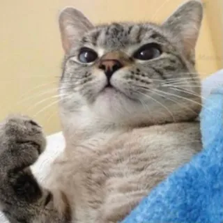 😠 7b63020a kat, dier, schattig, huisdier, vuist, vastberadenheid, boos telegram sticker