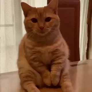 😐 7c45725a kat, oranje kat, dier, huisdier, zittend, tabby kat, huiskat telegram sticker