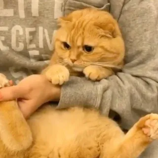 😐 80ce9f8d kat, huisdier, dier, schattig, huiselijk, katachtig telegram sticker