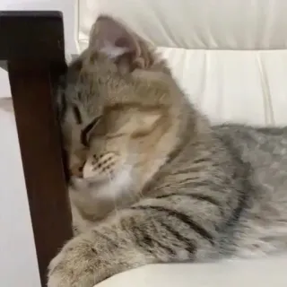 😴 827ac85a kat, kitten, slapen, schattig, dier, huiskat, katachtig telegram sticker