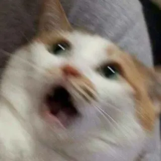 😨 8c1327b6 kat, geschrokken, grappig, meme, dier, huisdier, uitdrukking, verrast telegram sticker