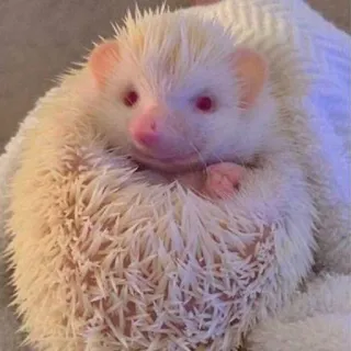 🥰 8c8e62c6 egel, dier, schattig, huisdier, albino, wit, klein telegram sticker